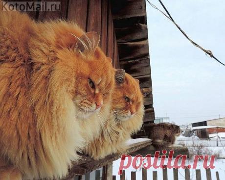 Братья-близнецы