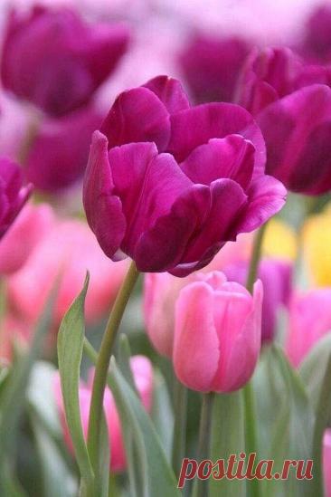 Пин на доске яТЮЛЬПАНЫ