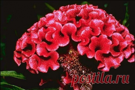 ЦВЕТОК ***ЦЕЛОЗИЯ*** Для Вас, дорогие!!!