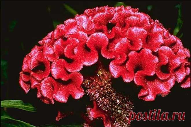 ЦВЕТОК ***ЦЕЛОЗИЯ*** Для Вас, дорогие!!!