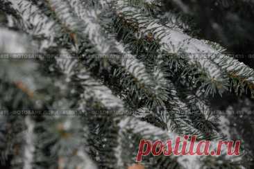 A tree branch covered in snow with green needles Стоковое фото, фотограф Ilaronsia / Фотобанк Лори