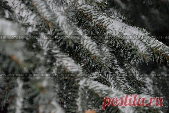 A tree branch covered in snow with green needles Стоковое фото, фотограф Ilaronsia / Фотобанк Лори
