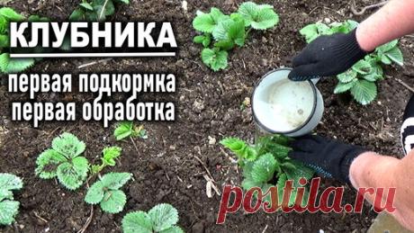 Первая подкормка клубники весной Первая обработка клубники от болезней | Любимая усадьба | Дзен