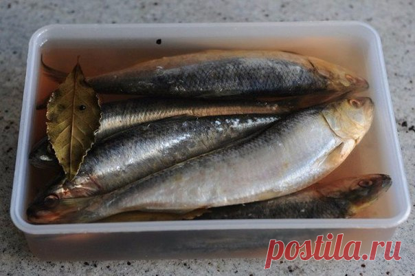 Как засолить селедку 

А какая получается вкуснятина… Больше никогда не покупаю магазинную соленую селедку!
Скажу вам более… этот рецепт великолепно подходит для засолки скумбрии и любой красной рыбы.
Показать полностью…