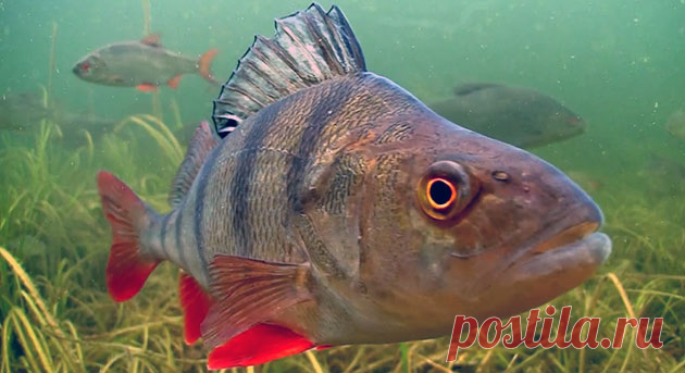 Ловля окуня на отводной поводок летом и осенью. Как ловить когда не клюет? | Рыбалка 63 | Яндекс Дзен