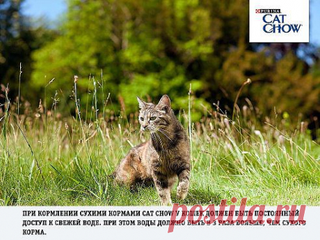 Cat Chow®
