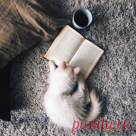 15 онлайн-библиотек с бесплатными книгами. 

Сегодня найти определенную книгу очень просто: ее можно купить в магазине, заказать в интернете или просто скачать. Если вы давно хотите что-нибудь почитать, но не знаете, где взять нужную литературу, то наш список облегчит ваш выбор. 

1. Альдебаран 

Библиотека предлагает огромное количество разнообразной литературы, которую можно не только читать онлайн, но и скачивать в любом формате на любое устройство. Перед скачиванием кн...