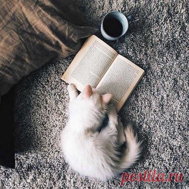 15 онлайн-библиотек с бесплатными книгами. 

Сегодня найти определенную книгу очень просто: ее можно купить в магазине, заказать в интернете или просто скачать. Если вы давно хотите что-нибудь почитать, но не знаете, где взять нужную литературу, то наш список облегчит ваш выбор. 

1. Альдебаран 

Библиотека предлагает огромное количество разнообразной литературы, которую можно не только читать онлайн, но и скачивать в любом формате на любое устройство. Перед скачиванием кн...