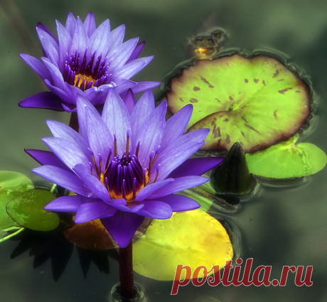 Water lilies by Louise Docker  /  https://photographyblogger.net   |  35 Beautiful Water Lily Pictures