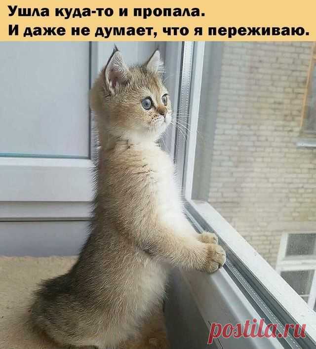 Ушла куда-то и пропала. И даже не думает, что я переживаю. - АйДаПрикол