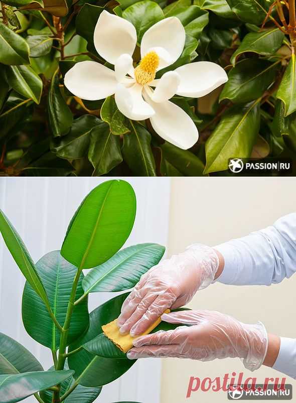 Фикус каучуконосный, все секреты ухода