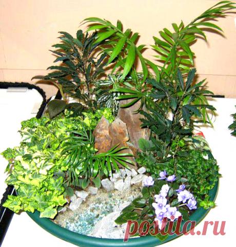 Общие правила составления композиций из комнатных растений. | Форум о цветах и комнатных растениях - flowrum.ru