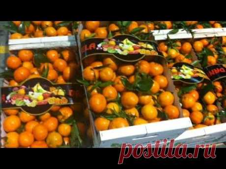 Результат прививки мандарина почкой, с веток магазинных плодов. - YouTube