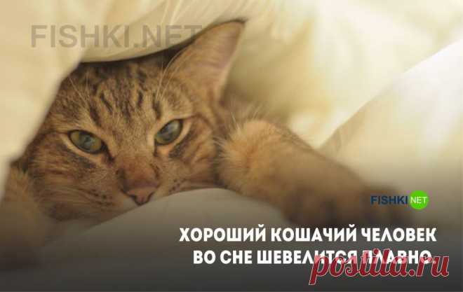 Истинные мысли замурчательных котов
 
А мечтают ли они о чем-то? Думаю да, так как иной раз такие выражения на кошачьих мордахах подмечаешь, что никаких сомнений не возникает.