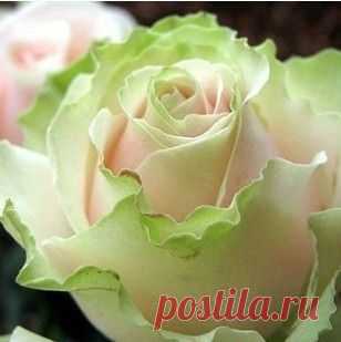 China Rare Dancing queen rose