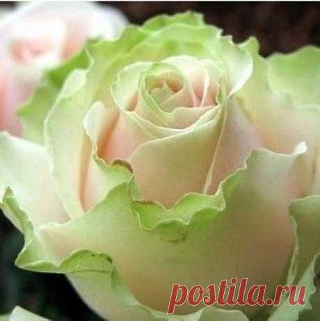 China Rare Dancing queen rose