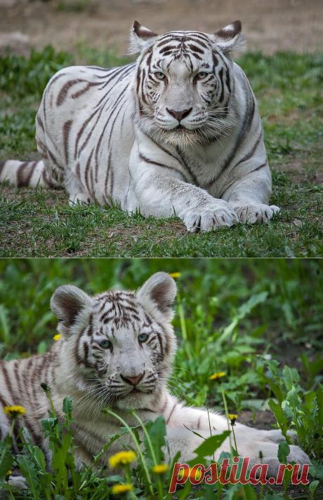 Бенгальские тигры (белые)