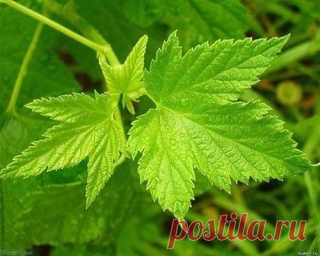 Необычный способ определения кислотности почвы.

Для большинства овощных и плодово-ягодных культур требуется почва с нейтральной и слабокислой реакцией. Если почва кислая, она малопригодна для садов и огородов.
Чтобы самостоятельного определить кислотность почвы возьмите 3-5 листков чёрной смородины (или черёмухи), положите в стакан и залейте кипятком. В заваренный и остывший раствор поместите комочек грунта с вашего участка.Определить кислотность можно по изменившемуся цв...