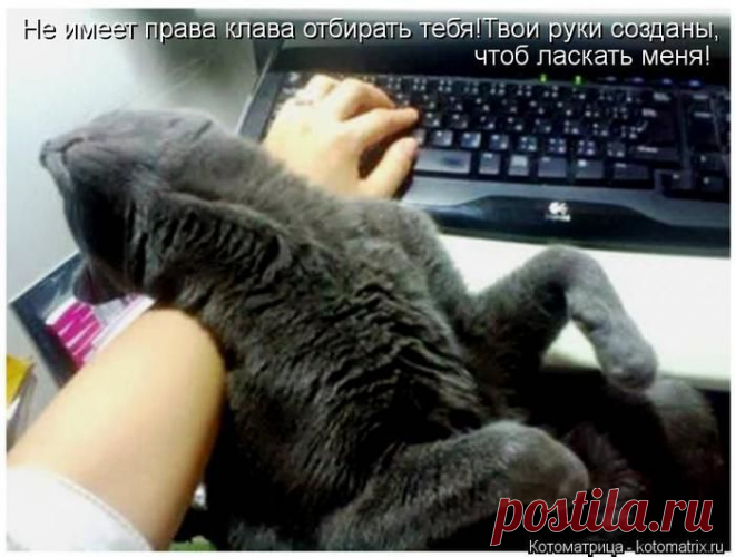 Очередная котоматрица / Болталка / Юмор