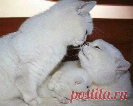 Спасибо, родная, тебе за ребенка, я в жизни не видел красивей котенка!