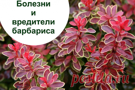 БОЛЕЗНИ И ВРЕДИТЕЛИ БАРБАРИСА 
Какие они и как бороться?

Возникновение болезней у барбариса и поражение его вредителями можно предупредить профилактическими мероприятиями. К таким относятся: питание кустарника необходимыми удобрениями; правильный полив; санитарная обрезка, удаление сухих ветвей; профилактическое опрыскивание кустарника в период вегетации;

   В середине лета на двух сторонах листьев барбариса возможно появление белого, мучнистого налета – так образуется г...