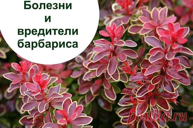 БОЛЕЗНИ И ВРЕДИТЕЛИ БАРБАРИСА 
Какие они и как бороться?

Возникновение болезней у барбариса и поражение его вредителями можно предупредить профилактическими мероприятиями. К таким относятся: питание кустарника необходимыми удобрениями; правильный полив; санитарная обрезка, удаление сухих ветвей; профилактическое опрыскивание кустарника в период вегетации;

   В середине лета на двух сторонах листьев барбариса возможно появление белого, мучнистого налета – так образуется г...