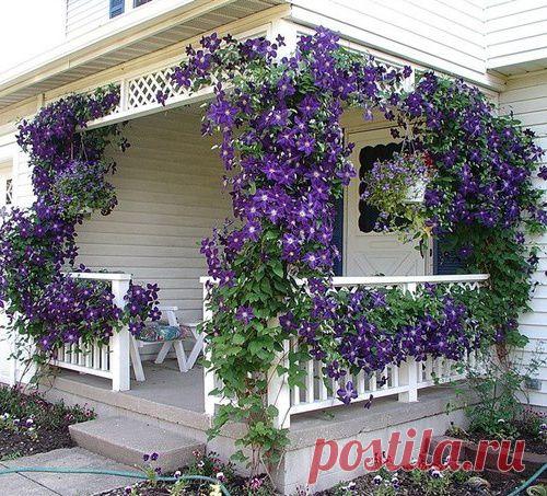 Клематисы - правильная посадка, уход