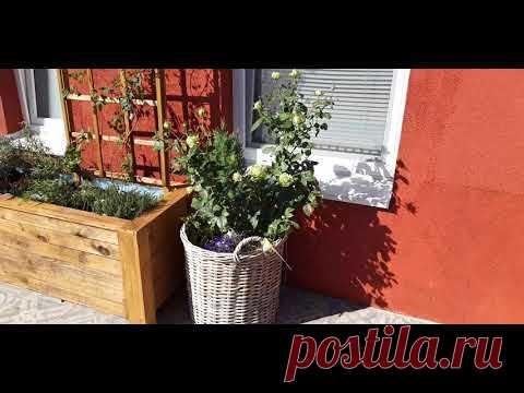 Роза спрей Санторини выращивание в контейнере. - YouTube