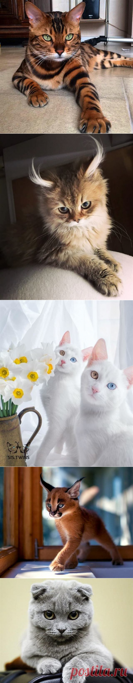 Кошачий бомонд: самые красивые кошки в мире