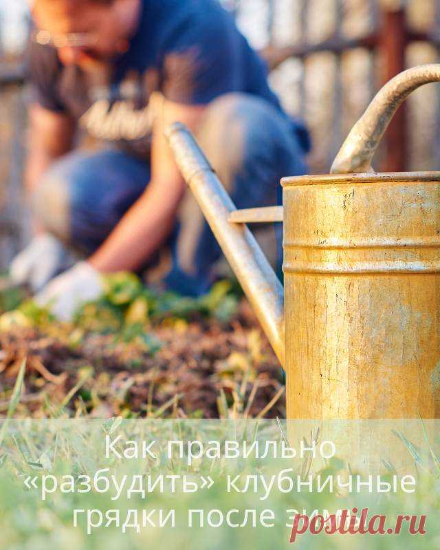 Как правильно «разбудить» клубничные грядки после зимы — Домашние заботы