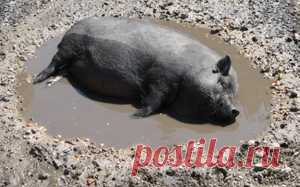 Олеся Емельянова. Червонец и полушка. Басня про разное отношение к богатым и бедным. Современные басни в стихах.
Современное общество декларирует равенство прав и ценность жизни каждого человека, но на деле этого и близко нет. Именно такую историю расскажет вам моя басня в стихах.