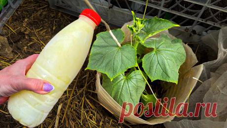 Рабочая подкормка для огурцов 1 раз внесли - и листья не желтеют, и урожай обильный | Маленькая Дача | Дзен