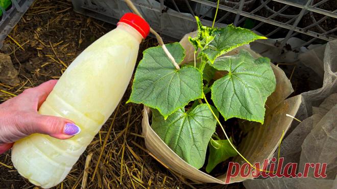Рабочая подкормка для огурцов 1 раз внесли - и листья не желтеют, и урожай обильный | Маленькая Дача | Дзен