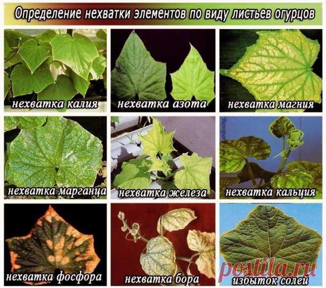Как по листьям огурцов определить недостаток элементов? 
Листья огурцов, при внимательном их рассмотрении всегда помогут нам определить их здоровье. Кроме воды, воздуха и солнца растениям на протяжении всей вегетации обязательно нужны макро- и микроэлемент…