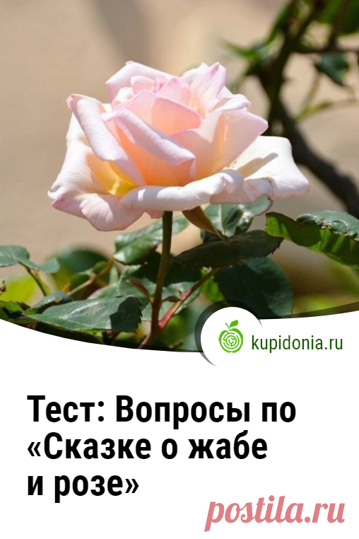 Тест: Вопросы по «Сказке о жабе и розе». Проверочный тест по сказке Гаршина «Сказка о жабе и розе». Русская литература. Школьная программа. Проверь свои знания!