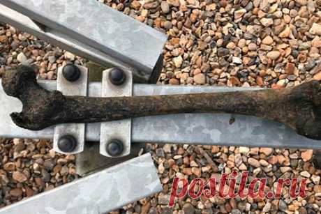 Мужчина сдал в полицию кость жившего до египетских пирамид человека. Житель Лондона отправился плавать на лодке и обнаружил в Темзе человеческую бедренную кость. Мужчина испугался, что находка может быть связана с убийством, и сообщил о произошедшем в полицию. Полицейские установили, что кость старше Стоунхенджа и египетских пирамид. Теперь мужчина хочет передать ее в музей.