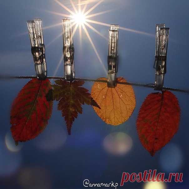 А лето, пролив столько дивного света
На мир этот дольний, ушло от ответа
И мне не сказало совсем ничего,
Когда задержаться просила его.
Когда же я просьбу свою повторила,
Оно лишь улыбкой меня одарило.
Молчанием просьбу мою обходя,
Осыпало листьями чуть погодя.

Лариса Миллер
