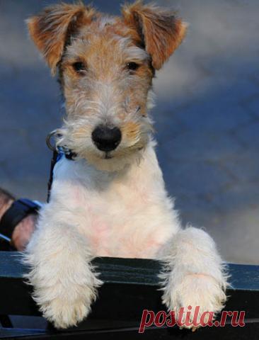 Фокстерьер - любовь навсегда!!! - Блог хорошего настроения =)