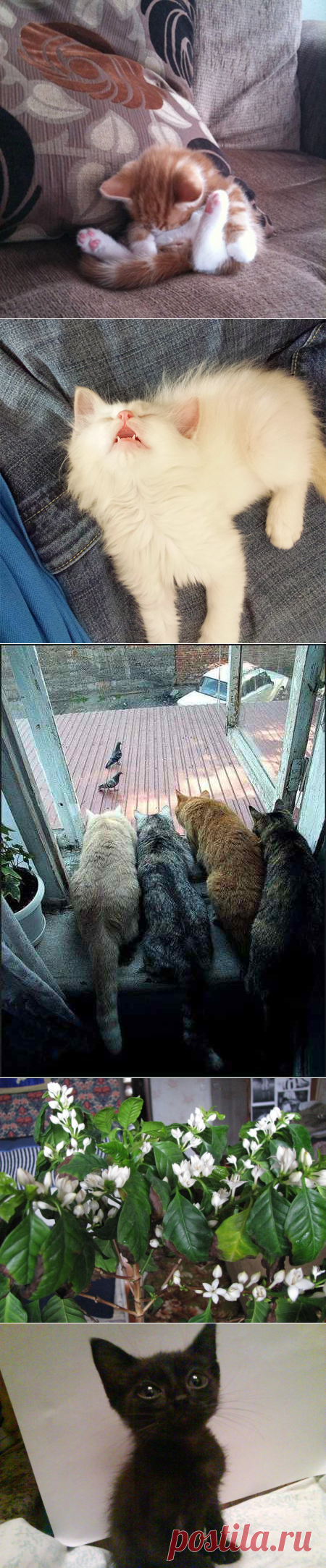 22 уютно спящих котенка