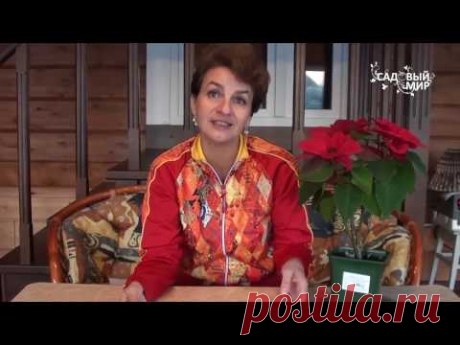 Как размножить гортензию черенками
