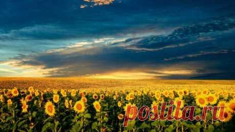 - Чем пахнет лето? – Может быть луной, что ночью дарит тёплое сиянье.. а, может, свежескошенной травой.. а, может быть, несбывшемся желаньем. А, может, хвоей, лесом и дождём.. и, после той грозы, прибитой пылью.. И мятой, колыбельной перед сном, мечтой, надеждой, небылью и былью. И так свежо и дышится легко, и хорошо так от рассвета до рассвета, и в сердце разольётся молоком ванильный запах тающего лета...