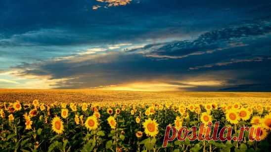 - Чем пахнет лето? – Может быть луной, что ночью дарит тёплое сиянье.. а, может, свежескошенной травой.. а, может быть, несбывшемся желаньем. А, может, хвоей, лесом и дождём.. и, после той грозы, прибитой пылью.. И мятой, колыбельной перед сном, мечтой, надеждой, небылью и былью. И так свежо и дышится легко, и хорошо так от рассвета до рассвета, и в сердце разольётся молоком ванильный запах тающего лета...