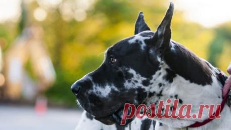 Дог (31 фото)