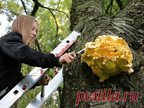 Серно-желтый трутовик или древесный цыплёнок. Вкусный и безопасный гриб. | КАССАНДРА | Яндекс Дзен