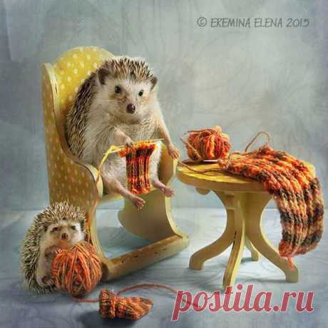 Тайная жизнь ежиков 😊 Иллюстратор: Елена Еремина