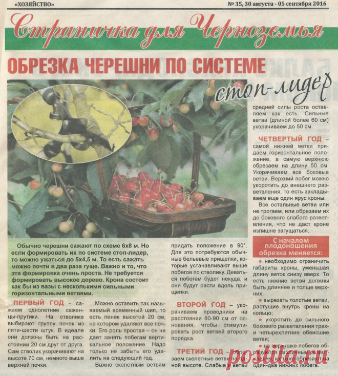 Обрезка черешни по системе стоп-лидер