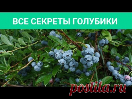 ГОЛУБИКА В САДУ - ЭТО МОДНО, СТИЛЬНО, НО ГЛАВНОЕ - ВКУСНО! Все секреты выращивания голубики