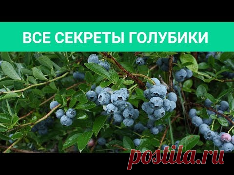 ГОЛУБИКА В САДУ - ЭТО МОДНО, СТИЛЬНО, НО ГЛАВНОЕ - ВКУСНО! Все секреты выращивания голубики