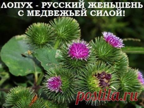 ЛОПУХ — РОССИЙСКИЙ ЖЕНЬШЕНЬ.
 
Лопух – это российский женьшень, чудо-корень, запасы его неограниченны. Используется как пищевое растение и для лечения рахита, при аллергиях, диатезах, почечнокаменной болезни, подагре, сахарном диабете, холецистите, гепатите, запорах, геморрое, экземе, псориазе, артритах, облысении, фурункулах, сыпях; лихорадках, мастопатиях, задержке месячных, в онкологии.
Действует как потогонное, мочегонное, жаропонижающее, противовоспалительное, антитоксичное, витаминное, сах