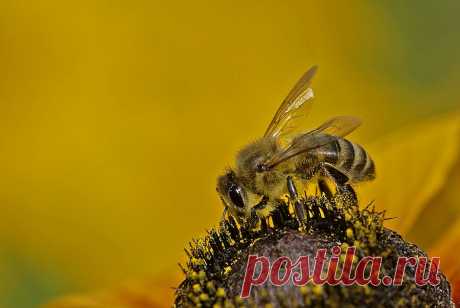 35PHOTO - Borsov Michail - Вечерне-медовая...